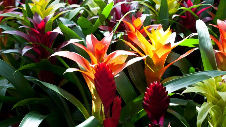 A series of brightly colored bromeliads in the sunlight.