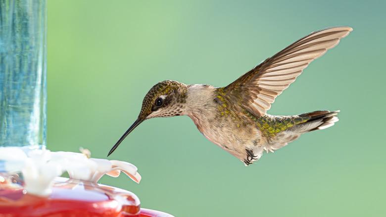 Hummingbird at hummingbird feeder