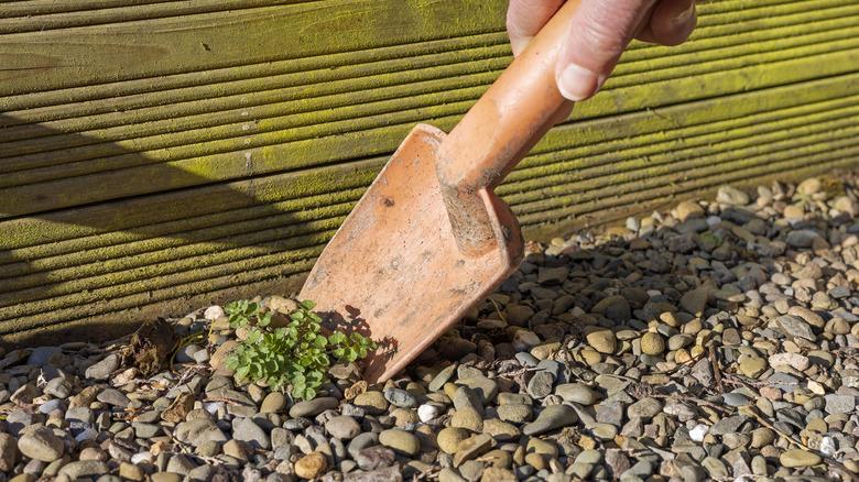 A hand digging up a small weed with a trowel from a gravel patch.