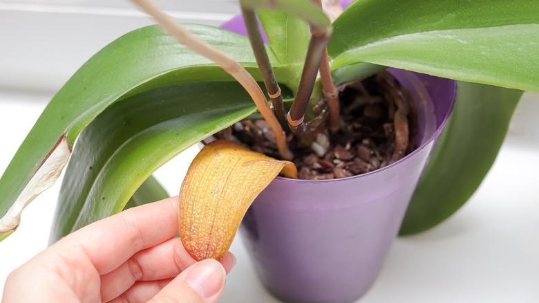 A hand examines sickly orchid plant.