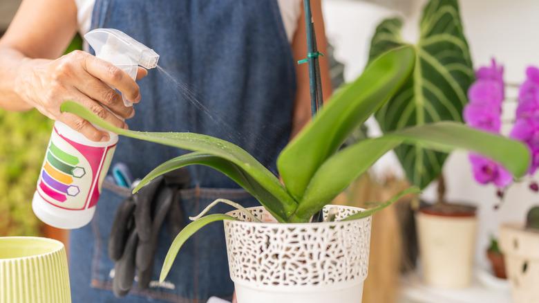 A person sprays orchid with fertilizer.