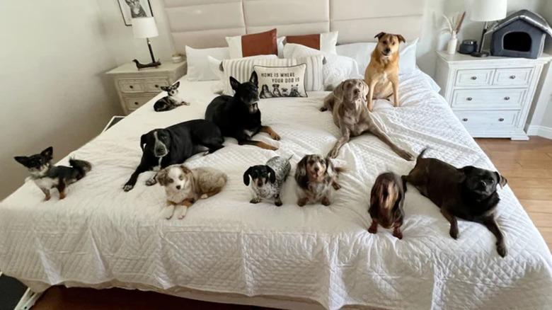 dogs on an alaska bed