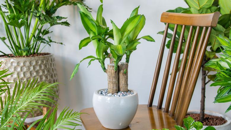 mass cane houseplant