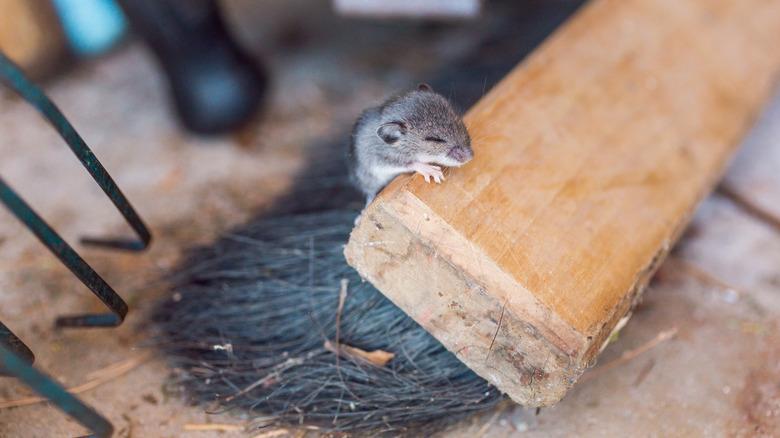 Mouse on broom in garage or shed