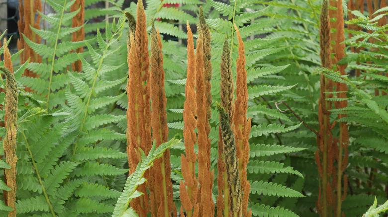 cinnamon fern