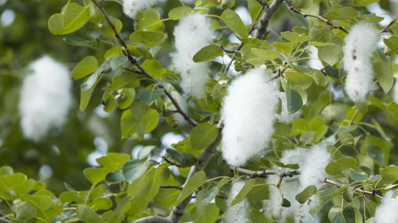 closeup of cottonwood fluff