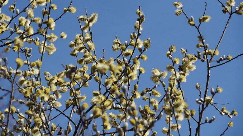 pussy willow branches