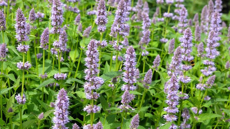 anise hyssop plant blooms