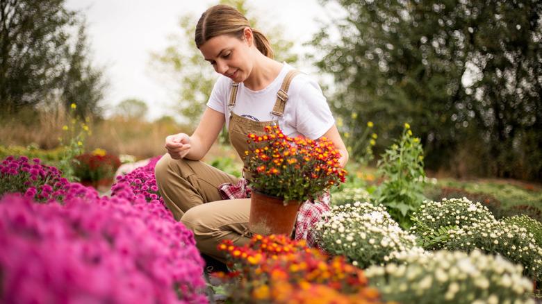 woman in overalls bending over holding a pot of mums over a garden of lines of mums in different colors