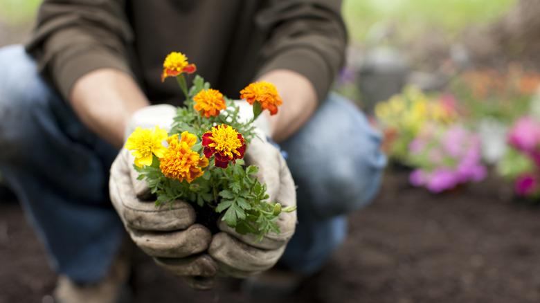 man holding marigolds to plant