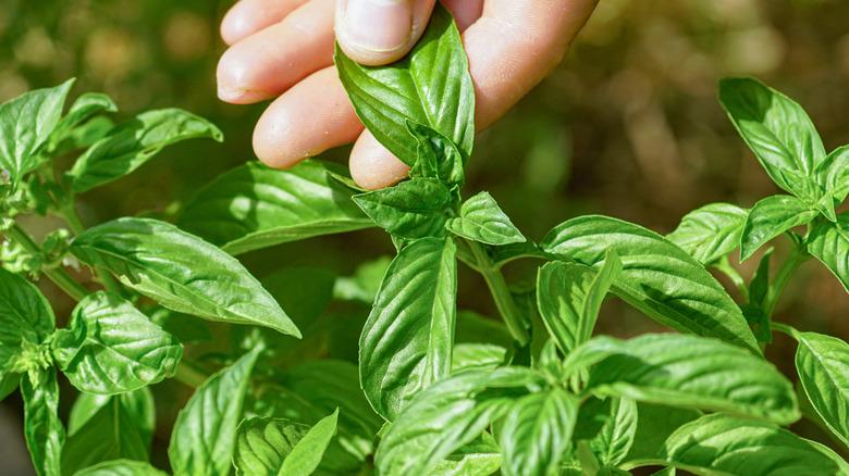 person picking a basil leaf from the plant