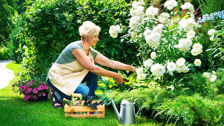 older woman pruning white rose bush