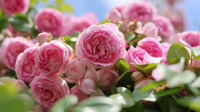 pink roses on bush in bloom