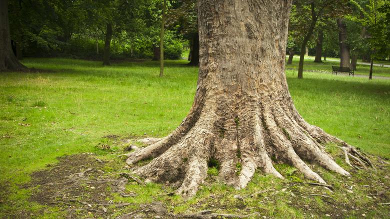 Large tree with some of its roots exposed