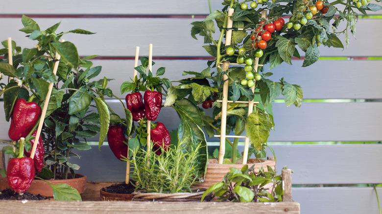 Potted peppers and tomatoes are placed in a wood crate on a porch.