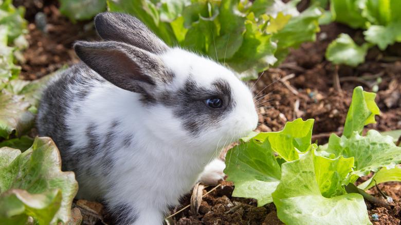 A gray and white bunny is eating lettuce in a garden.