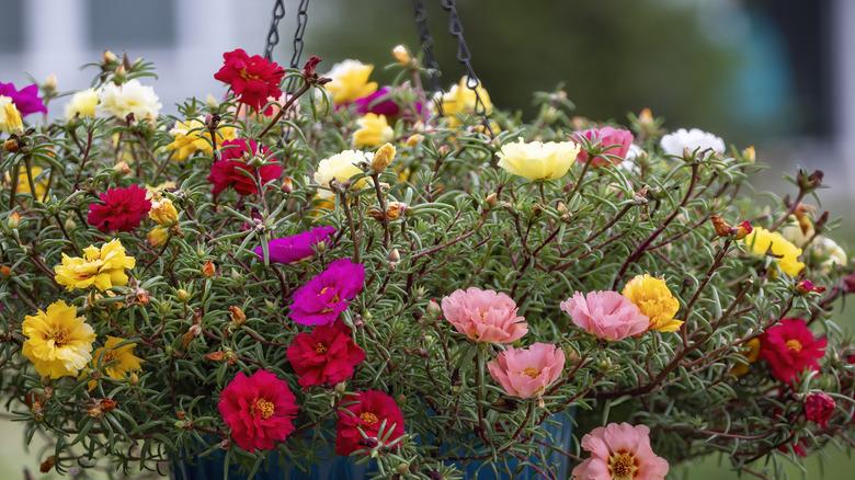 Portulaca grandiflora (Moss rose) in a hanging basket