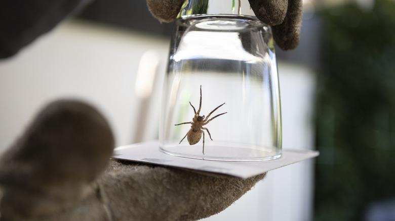 Gloved hands holding spider in upside-down glass