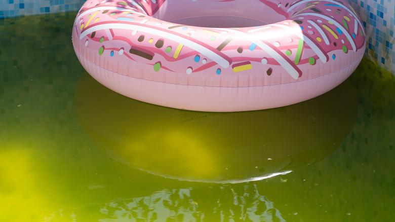 pool with green water and floaty