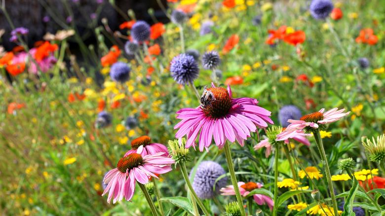 A garden of coneflowers and other wildflowers