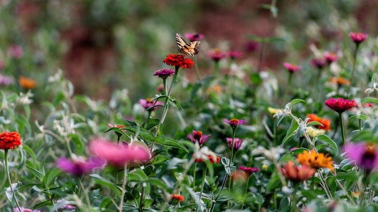 Bees, butterflies, sunflowers and zinnias