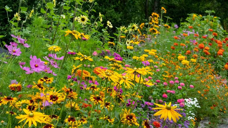 Black-eyed Susans among sunflowers and zinnias