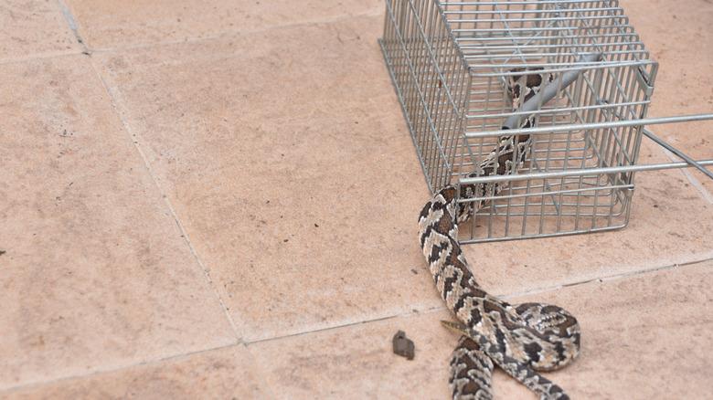 snake caught in metal trap