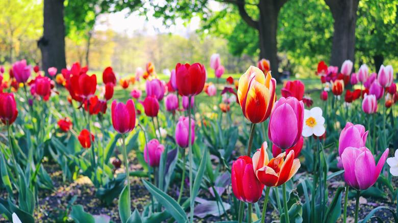 tulips in a garden