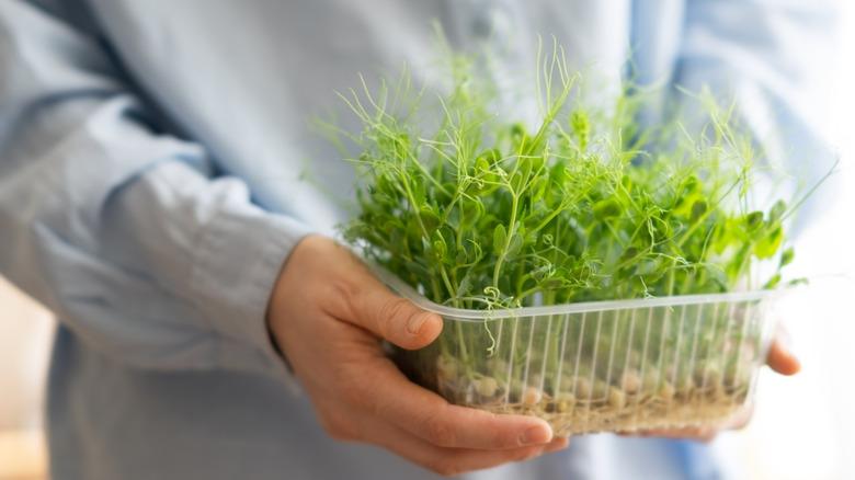 Holding tray of freshly sprouted microgreens