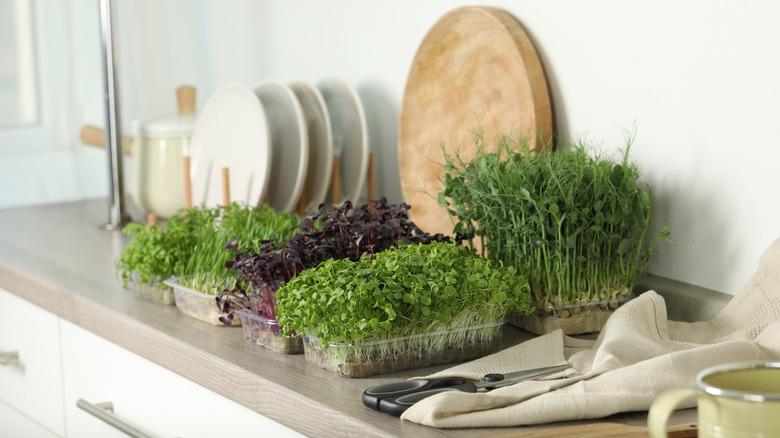 Thriving microgreens on kitchen countertop