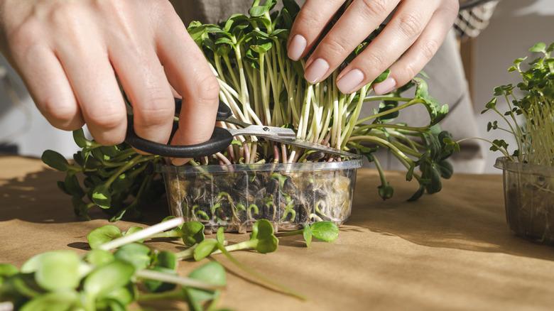 Hands trimming microgreens in plastic tray