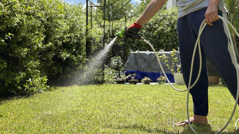 man watering lawn with hose