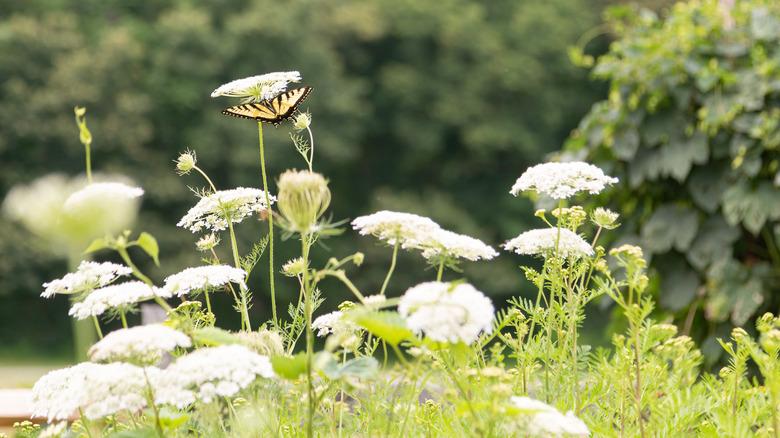 Queen Anne's lace overtaking a garden