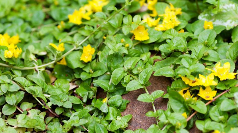 Lysimachia nummularia can take over a garden