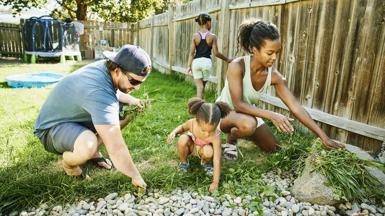 A family at work hand-pulling weeds in the garden