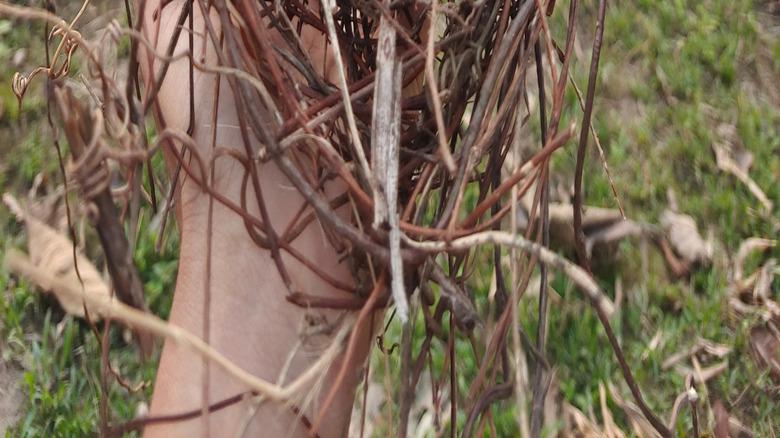 hand holding bird nest