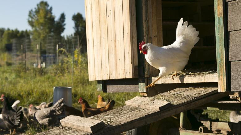 A white chicken leaves its coop to join a flock outside