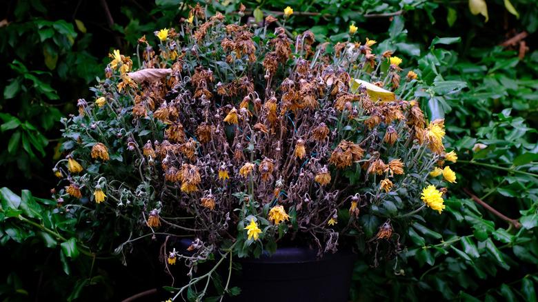 Closeup of dead and dying yellow chrysanthemums in outdoor area