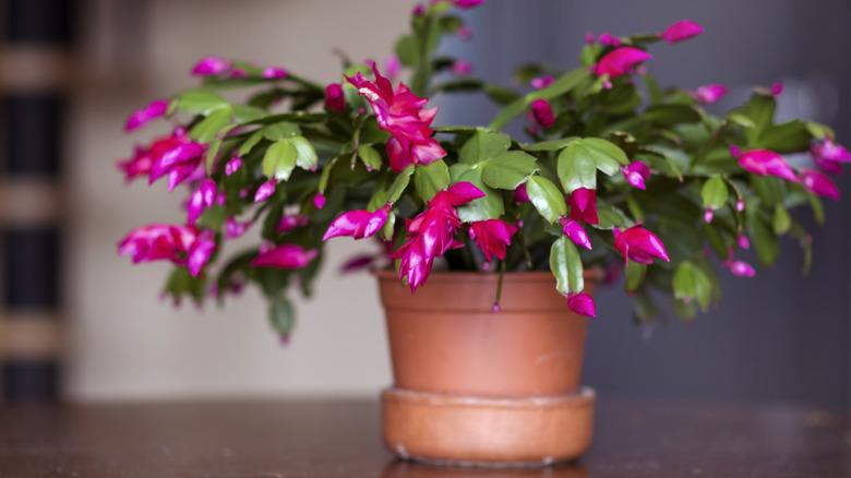 pink christmas cactus with leaves and flowers drooping downward in terracotta pot