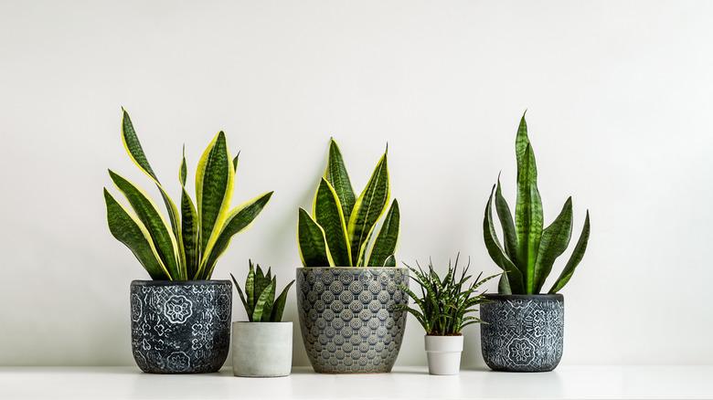 a variety of large and small snake plants