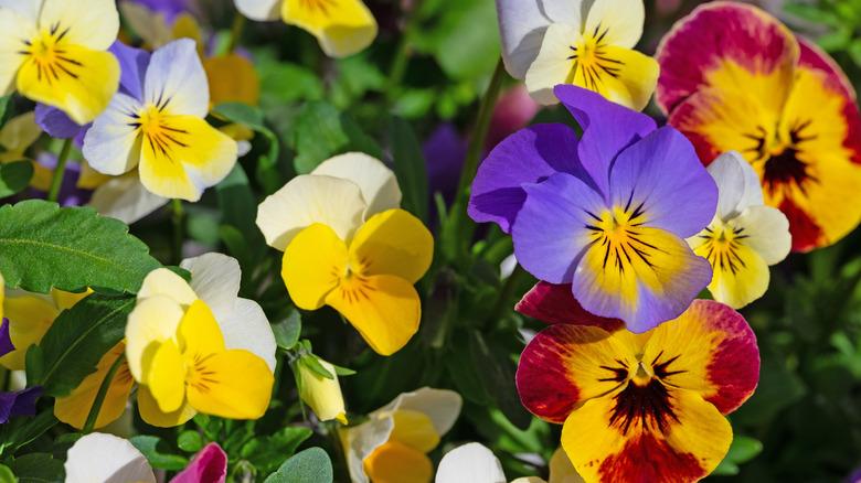 yellow, purple, and red Viola cornuta flowering