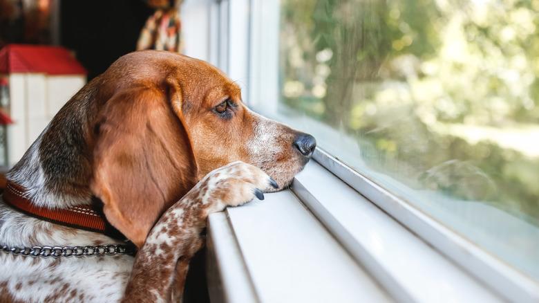 dog with paws on windowsill