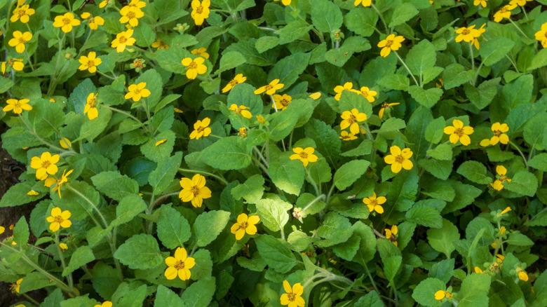 large spread of Chrysogonum virginianum with little yellow flowers and green leaves