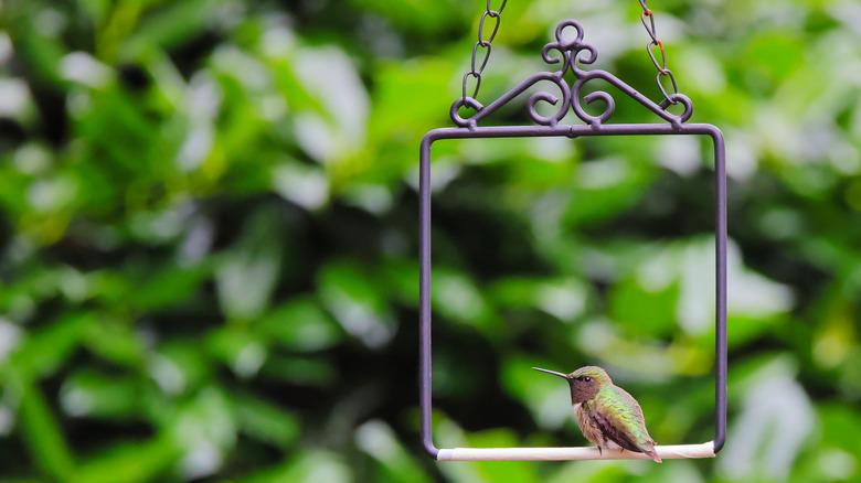 Hummingbird perching on an ornate hummingbird swing