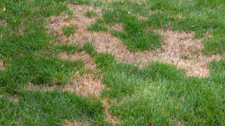 Brown patches of dead grass in a lawn