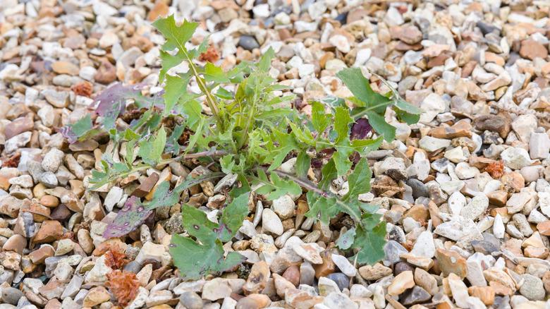 A weed growing in a gravel path