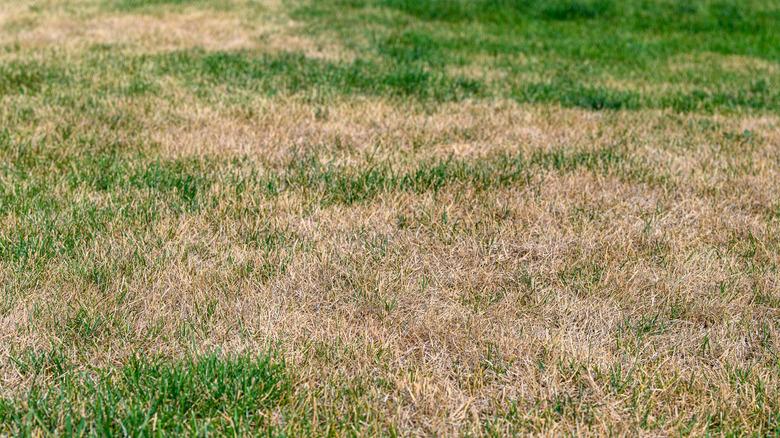 grass lawn with large dead brown spots