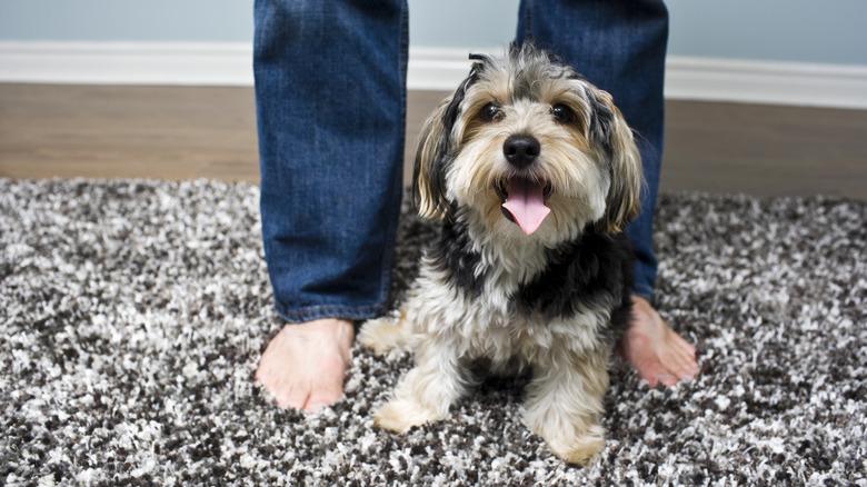 Person's feet and puppy standing on shaggy rug