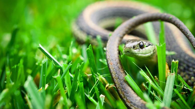 A snake tracking something in a grass patch.