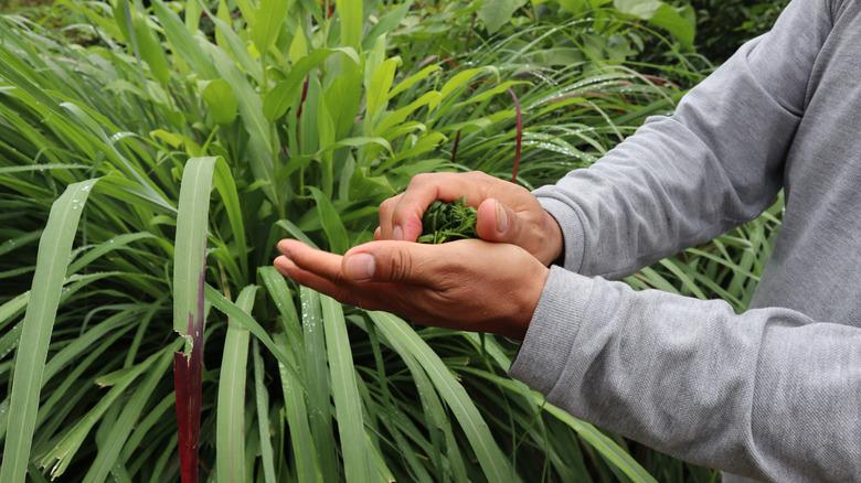 Hands holding a clump of lemongrass in front of a mature plant